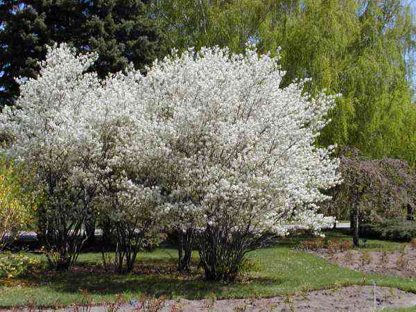 Canadian Serviceberry, an Important Food Source