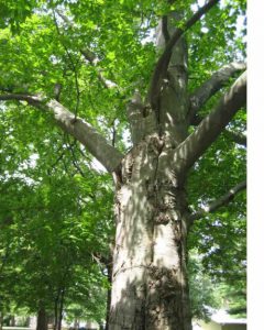 An tall and healthy American Beech tree