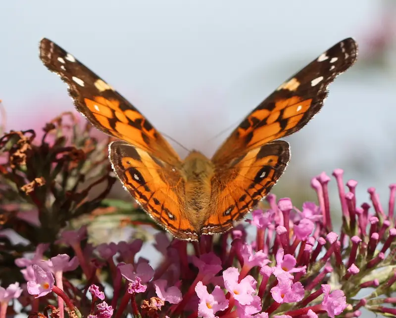 A American Lady Butterfly with wings extended