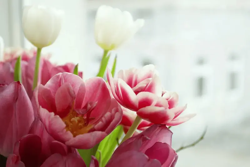 An arrangement of red and white tulips