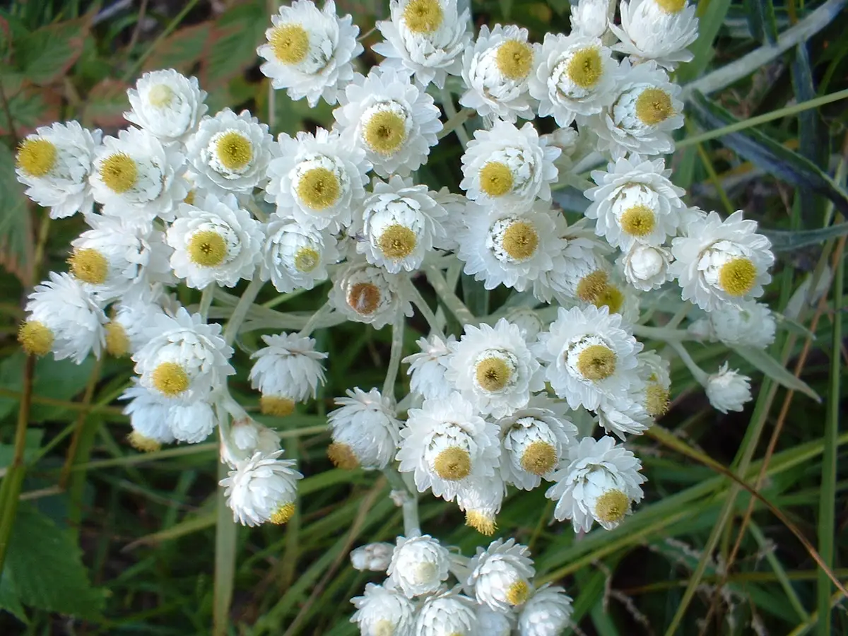 Pearly Everlasting is a Butterfly Larvae Host