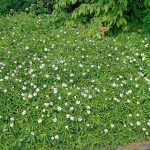 A patch of anamone canadensis in white flower as ground cover