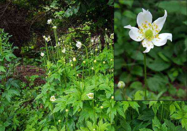 Anemone Virginiana plant and flower in inset photo