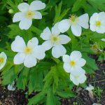 Thimbleweed plant with leaf and white flowers with yellow centers