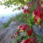 Aquilegia canadensis on a cliff by water