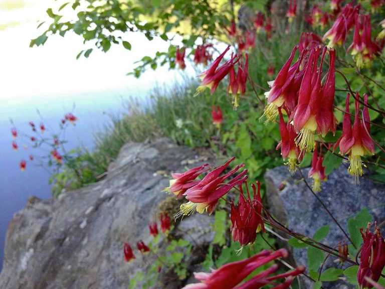 Red Columbine is a Wonderful Woodland Flower