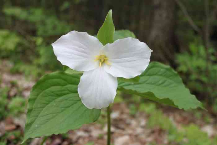 White Trillium Flower