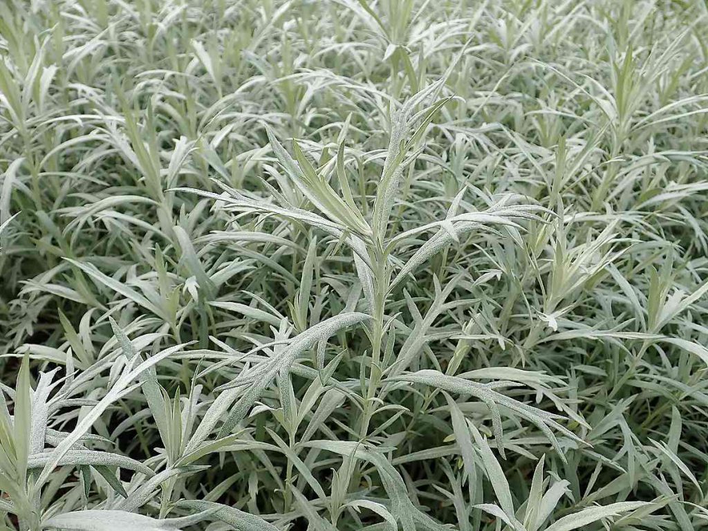 A clump of silver wormwood plants