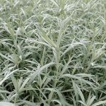 A clump of silver wormwood plants