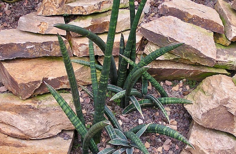 A small sansevieria fischeri with distinctive tubular leaves growing in rocky soil