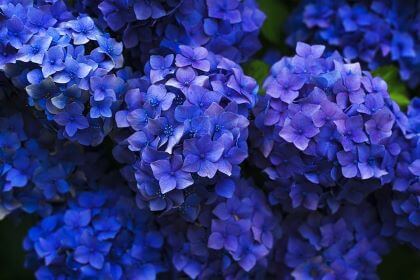 Blue hydrangea flowers