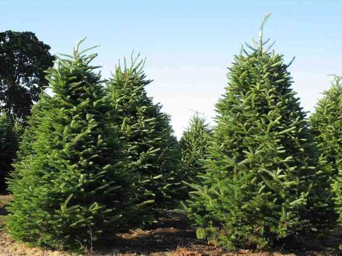 Balsam Fir is a Popular Christmas Tree