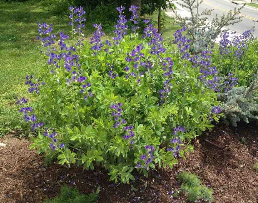 A Baptisia australis plant with its blue flowers