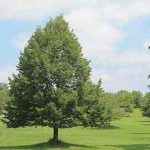 A medium sized basswood in a grassy area