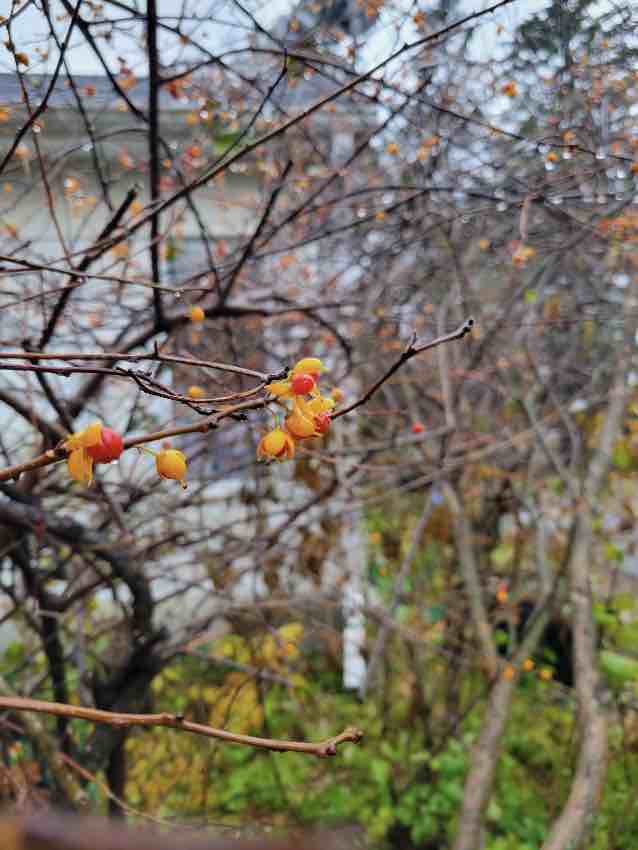 Bittersweet Vine feeds birds