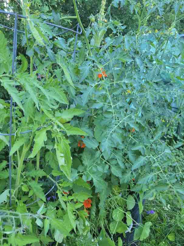 Black Krim and Bumblebee tomatoes 