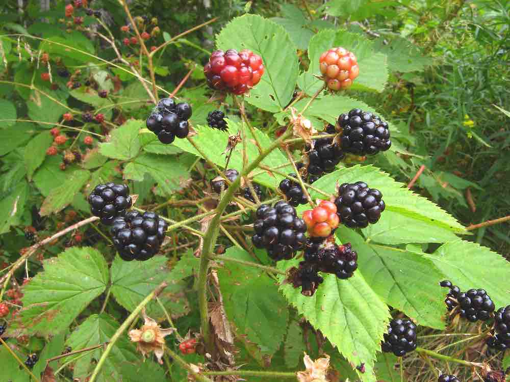 A Blackberry bush with mature blackberries ready for picking