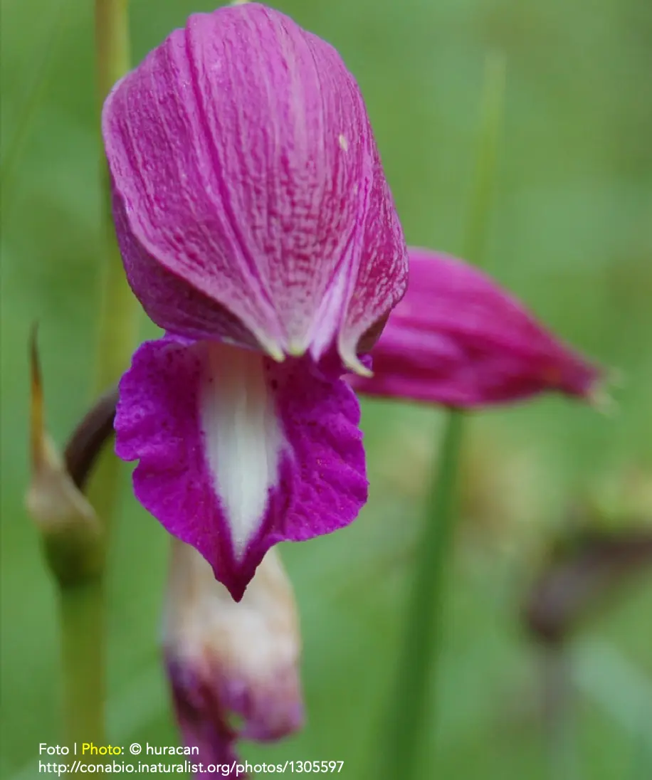 A purple Bletia campanulata orchid flower ib bloom