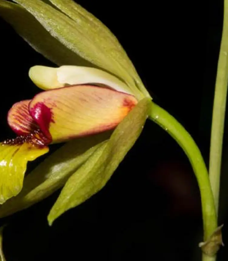 A close up of a Bletia roezlii orhid flower