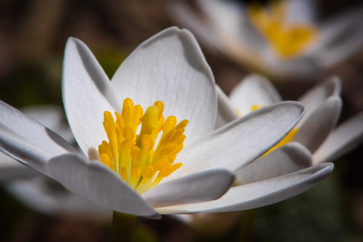 All About Bloodroot: Characteristics, Propagation, and Care