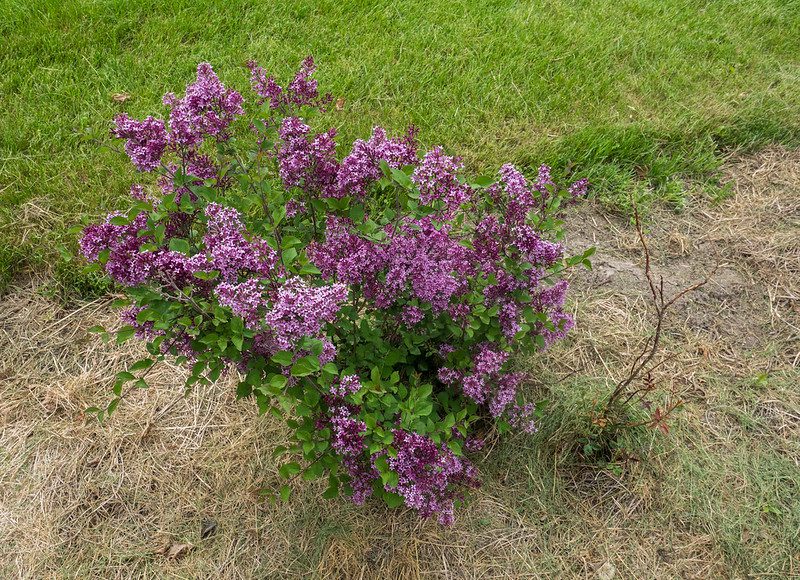 A syringa Bloomerang Lilac plant in full bloom with purple flowers
