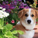 Brown and White dog with safe garden flowers and plants