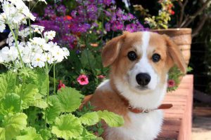 Brown and White dog with safe garden flowers and plants