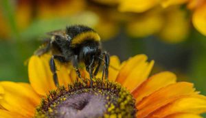 A bumblebee on a bright yellow sunflower