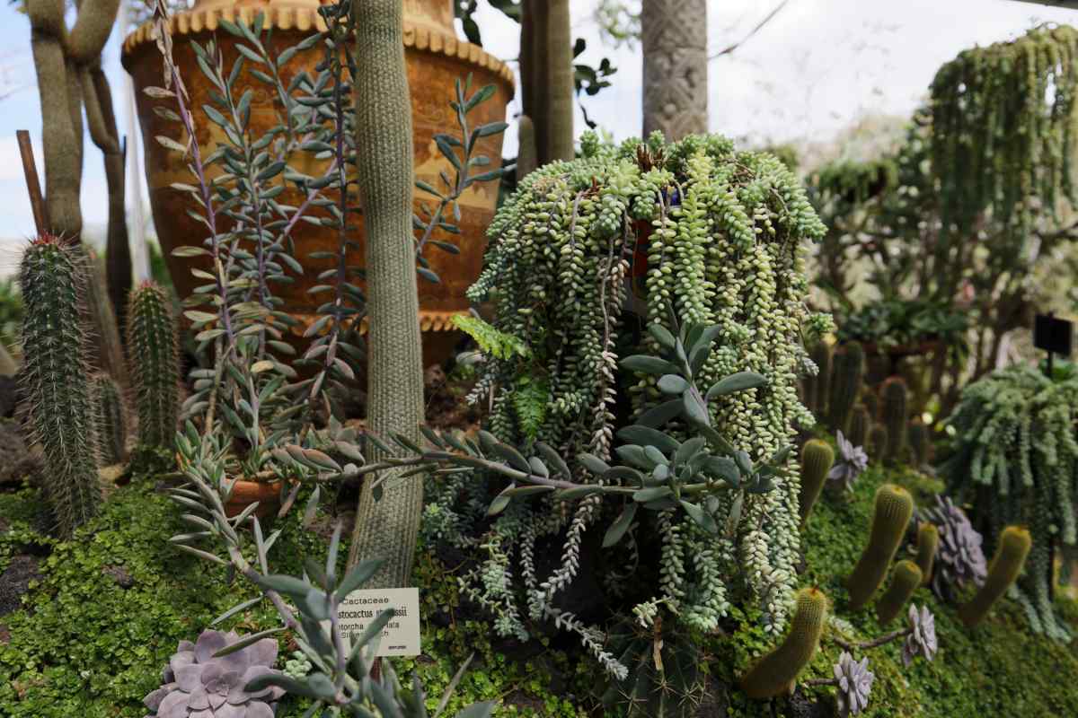 A large mature Burro's tail garden at the