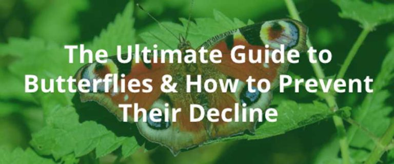 The Ultimate Guide to Butterflies and How to Prevent their Declines