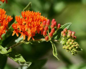 The bright orange flower of the Butterfy Milkweed Asclepias tuberosa