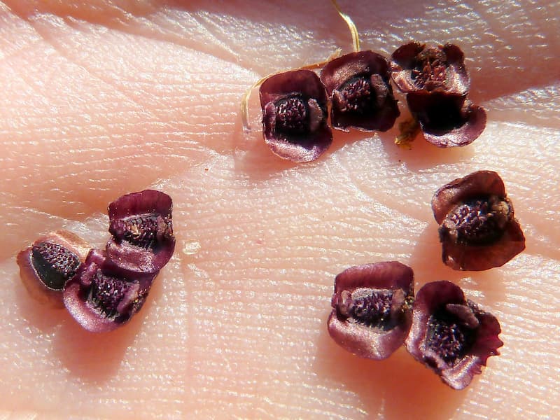 Nine Coreopsis lanceolata lanceleaf tickseed seeds in the palm of a hand  
