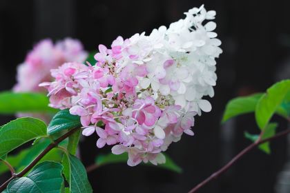 Cone shaped white an pink hydrangea