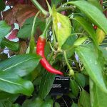 Capsicum annuum cubanelle pepper growing on its plant