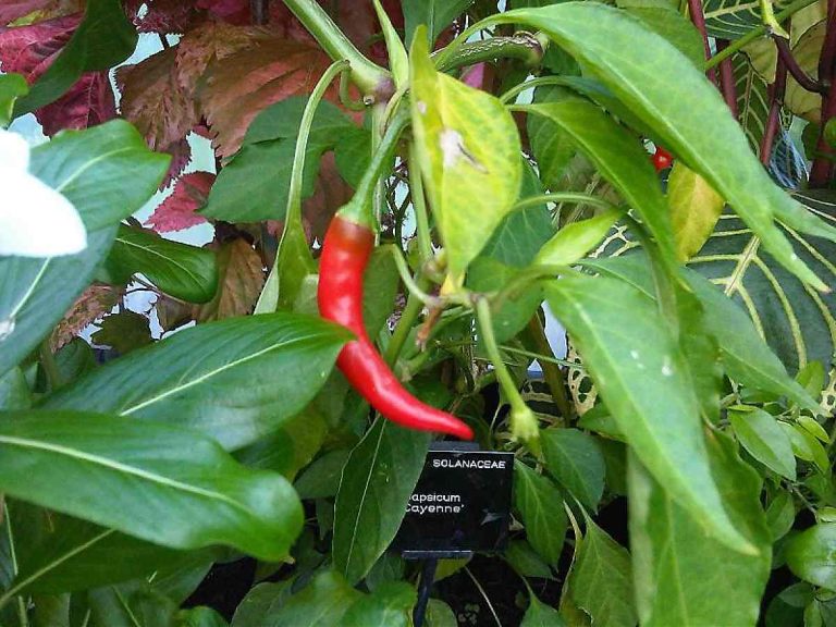 Cubanelle pepper