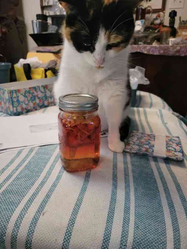 Cat with Nasturtium vinegar