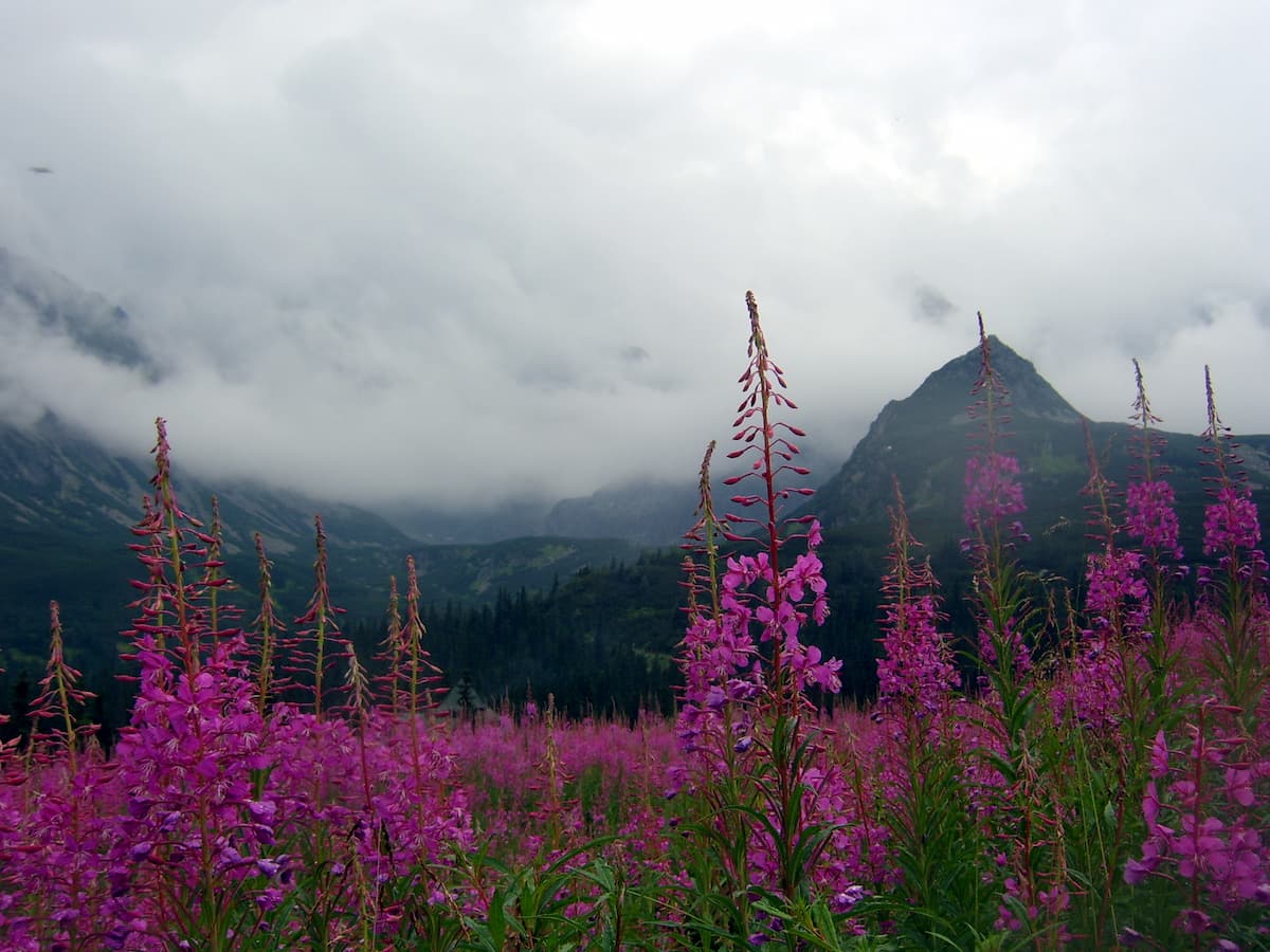 Fireweed against a mountaneous background
