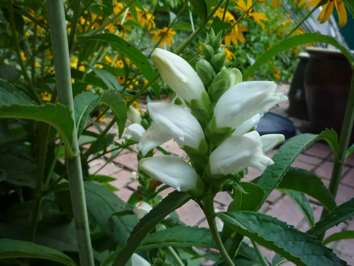 Stacked flowers of the white turtlehead