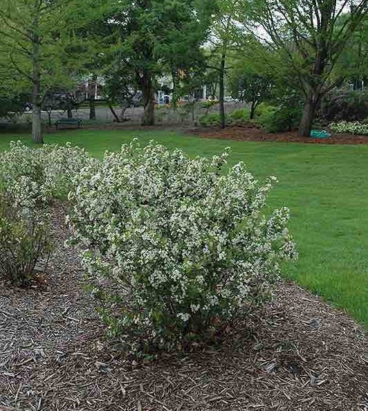 Chokeberry Shrub in a home garden bed