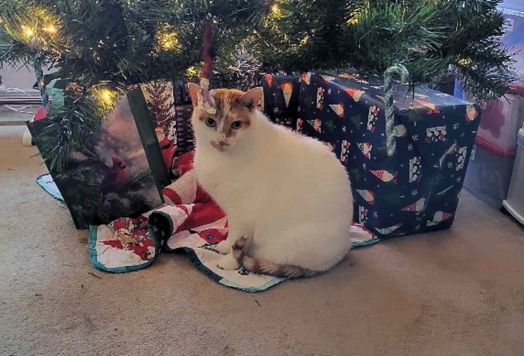 White cat in front of Christmas tree