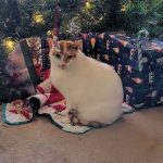 White cat in front of Christmas tree