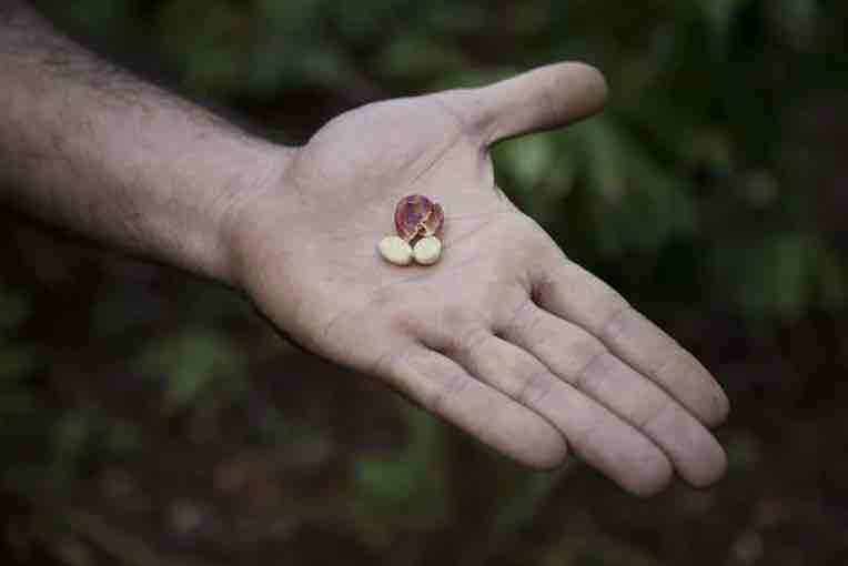 An open palm with a single coffee bean