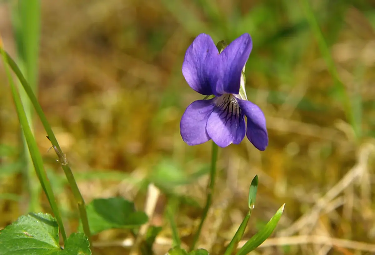 Common Dog Violet with its purple flower