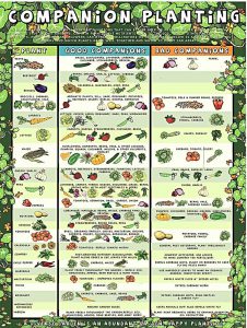 Chart of companion plants and best plants for vegetable garden