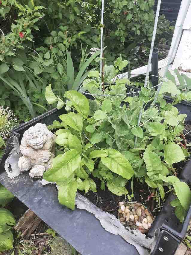 Veggie Bites – Cool Crop Planter and Gypsy Moths