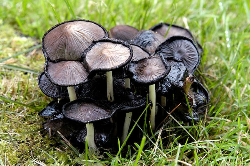 A clump of Coprinus atramentarius inky cap mushroom