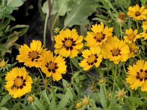 A dozen colorful tick seed coreopsis