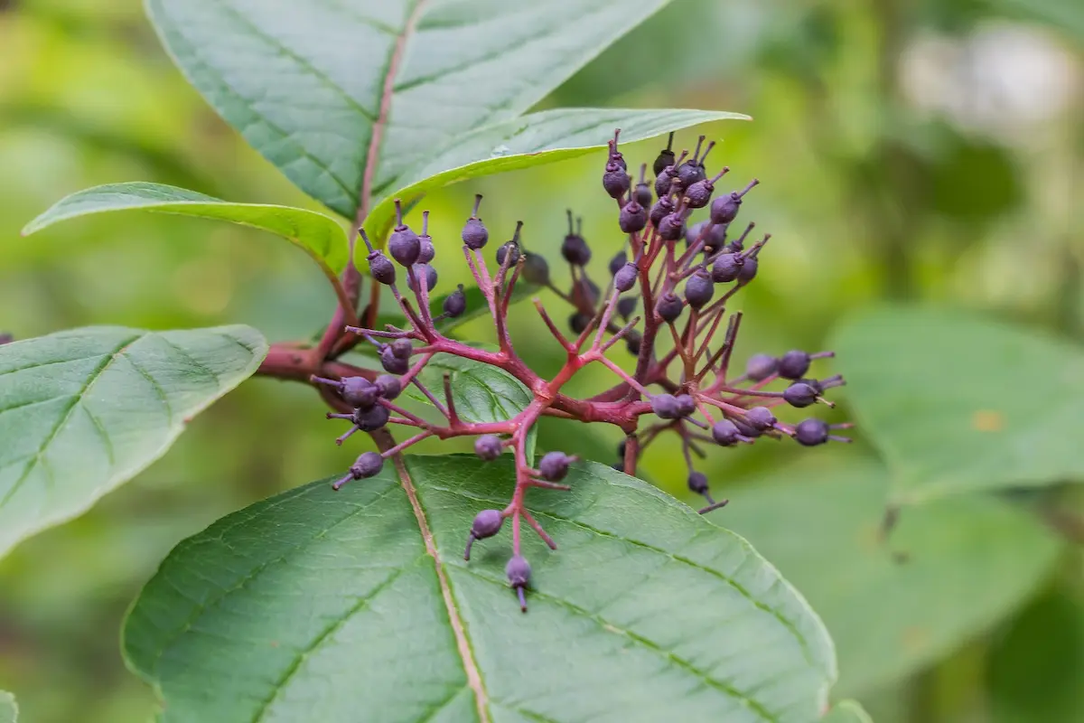 Red Osier Dogwood Quick Growth Guide