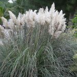 Cortaderia selloana grass by a body of water