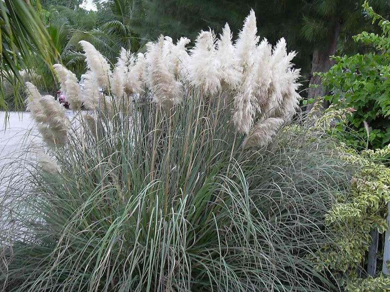 On Using Ornamental Grasses In The Landscape